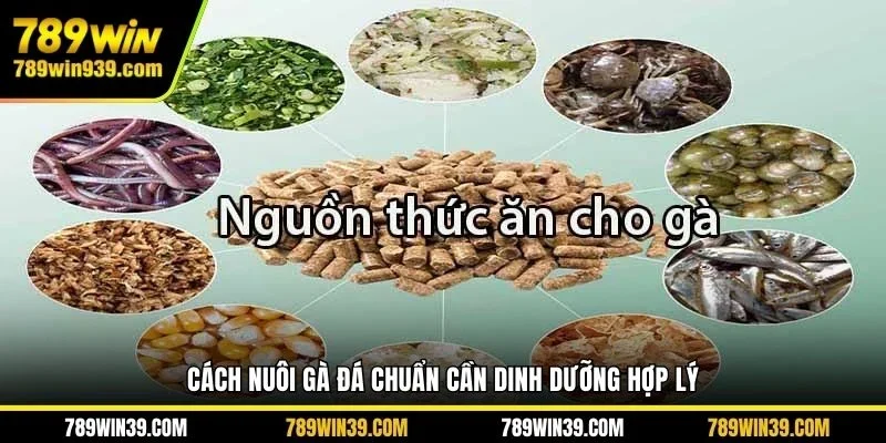 Cách nuôi gà đá chuẩn cần dinh dưỡng hợp lý